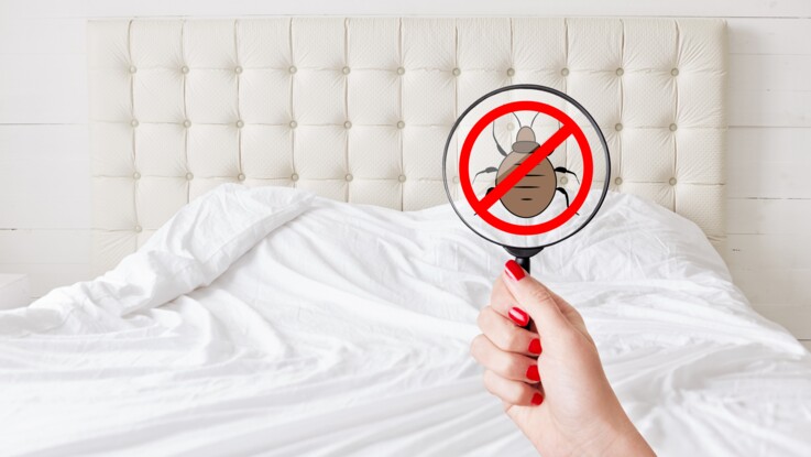Se Débarrasser Des Punaises De Lit Les Conseils De Lexpert Pour