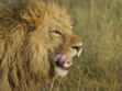 Un braconnier tué par un éléphant puis dévoré par des lions en Afrique du Sud