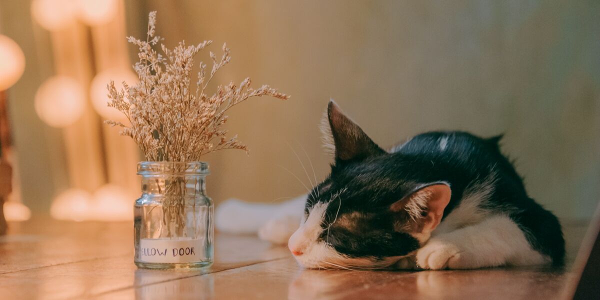 Mon Chat Reconnait Il Son Nom Femme Actuelle Le Mag