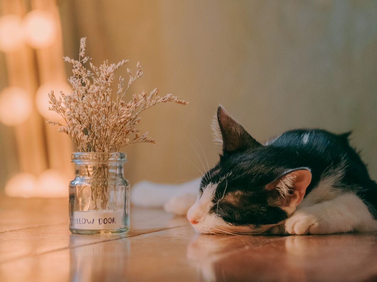 Mon Chat Reconnait Il Son Nom Femme Actuelle Le Mag