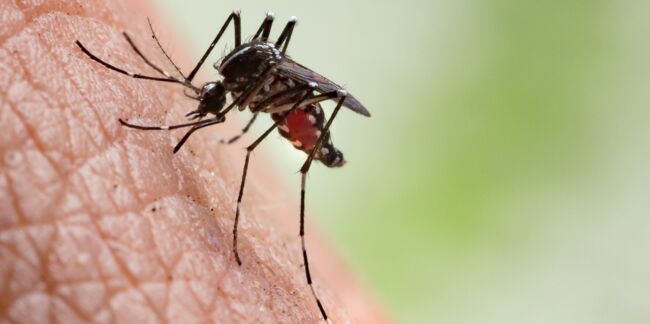 Paludisme (malaria) : ce qu’il faut savoir sur cette maladie pour l’éviter et la soigner