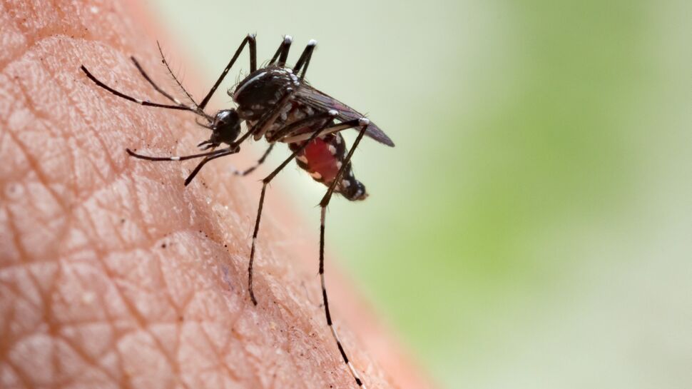 Paludisme (malaria) : ce qu’il faut savoir sur cette maladie pour l’éviter et la soigner