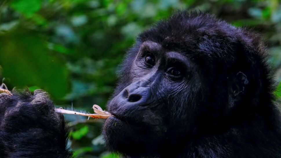 Cet incroyable selfie avec des gorilles dénonce une triste réalité