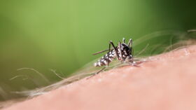 Un Bebe Hospitalise Apres Avoir Ete Pique Par Un Moustique Femme Actuelle Le Mag