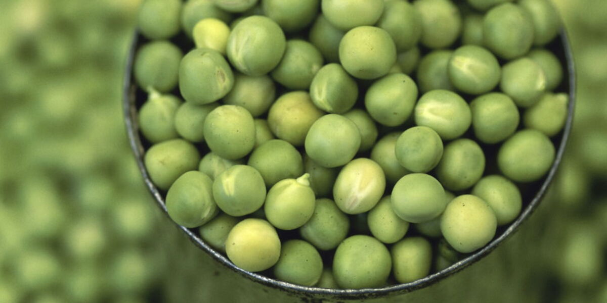 Que Faire Avec Une Boite De Petits Pois 10 Recettes Parfaites Et Vite Pretes Femme Actuelle Le Mag