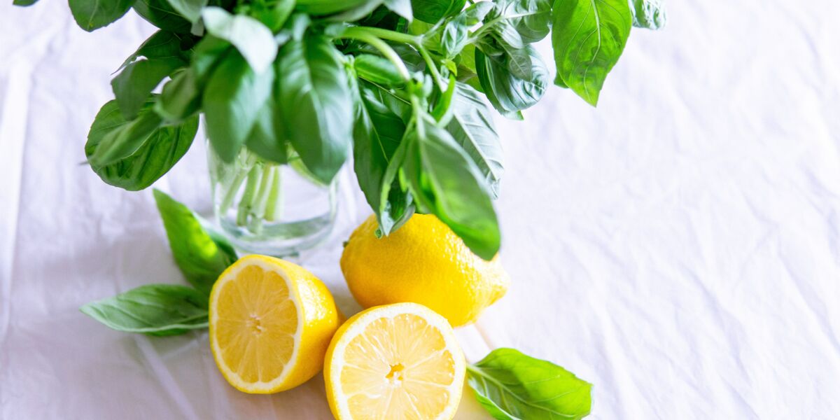 Comment tailler un citronnier : les conseils pour redonner du peps