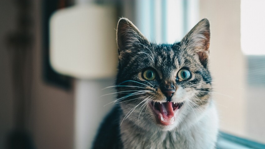 Un Collier Connecte Pour Traduire Les Miaulements De Votre Chat Femme Actuelle Le Mag