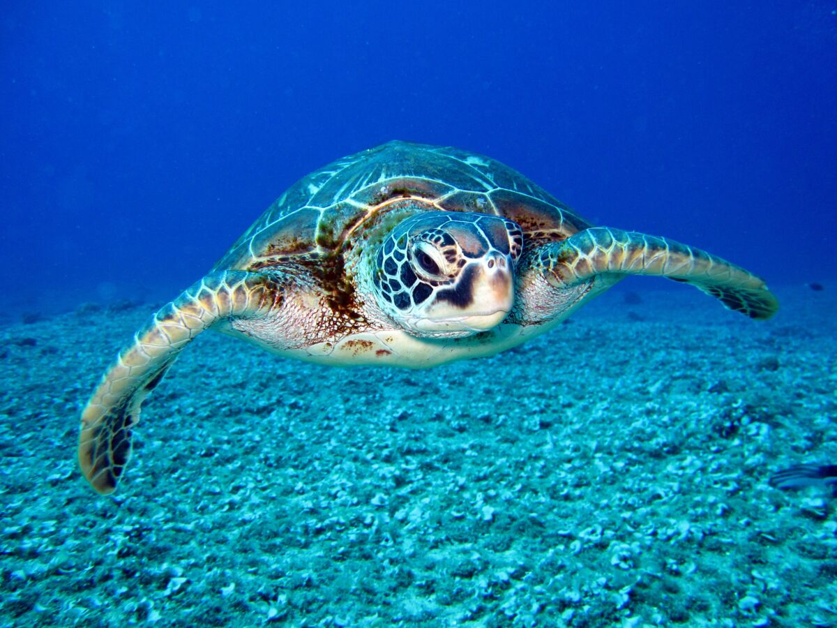 Job de rêve : deux semaines de stage pour soigner des tortues ...