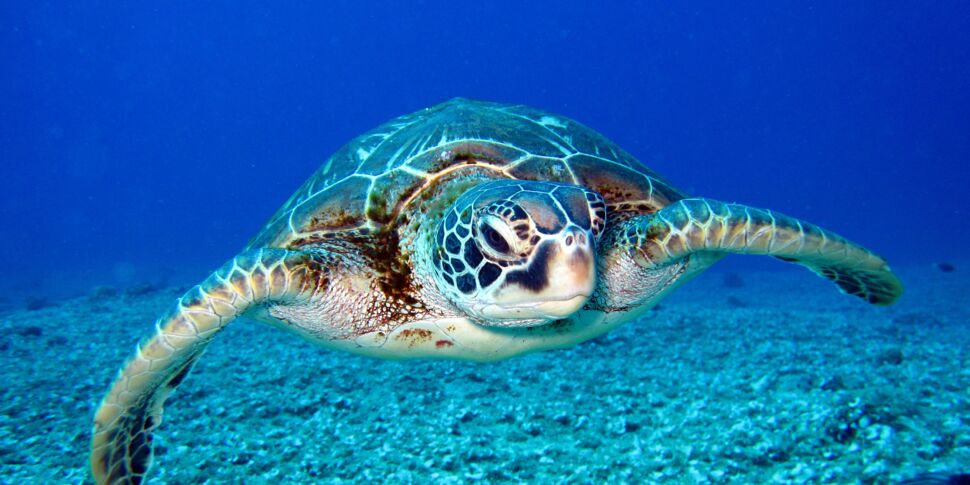 Job de rêve : deux semaines de stage pour soigner des tortues aux Maldives
