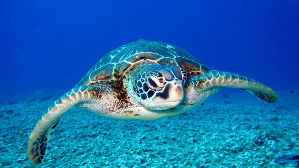 Job de rêve : deux semaines de stage pour soigner des tortues aux Maldives