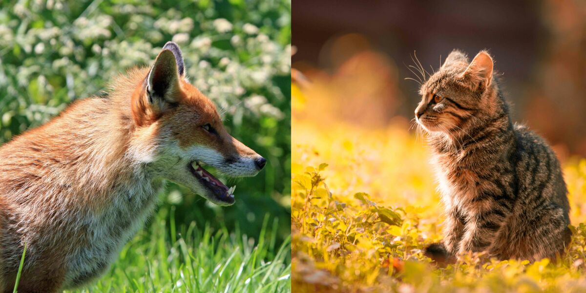 Une Nouvelle Espece De Chat Renard Decouverte En Corse Femme Actuelle Le Mag