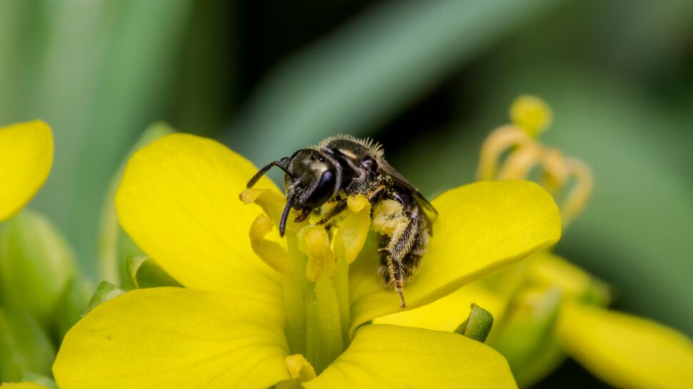 Les plantes sont capables d'entendre leurs pollinisateurs et de réagir
