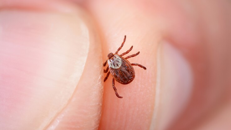 Maladie De Lyme En Cas De Morsure De Tiques Ne Faites