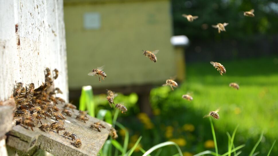 Attaqué par des centaines d'abeilles, un promeneur meurt des suites des piqûres