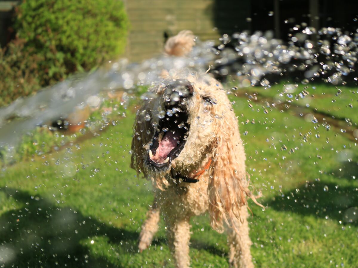 Chien et canicule : 6 conseils vétérinaires pour aider votre chien