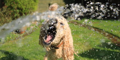 Canicule : les conseils et idées originales pour rafraîchir son chien