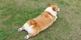 Fesses de corgis : la nouvelle obsession des réseaux sociaux