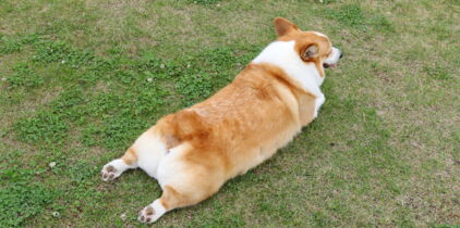 Fesses de corgis : la nouvelle obsession des réseaux sociaux