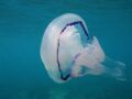 Une méduse géante découverte au large du Royaume-Uni