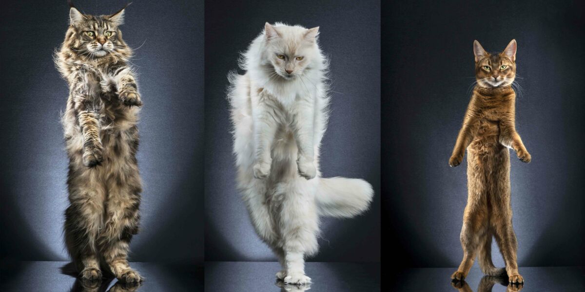 Des Chats Photographies Debout Comme Pour Un Defile Femme Actuelle Le Mag