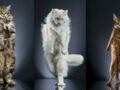 Des chats photographiés debout comme pour un défilé
