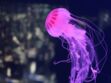 Piqûre de méduse : 3 astuces pour calmer immédiatement la douleur
