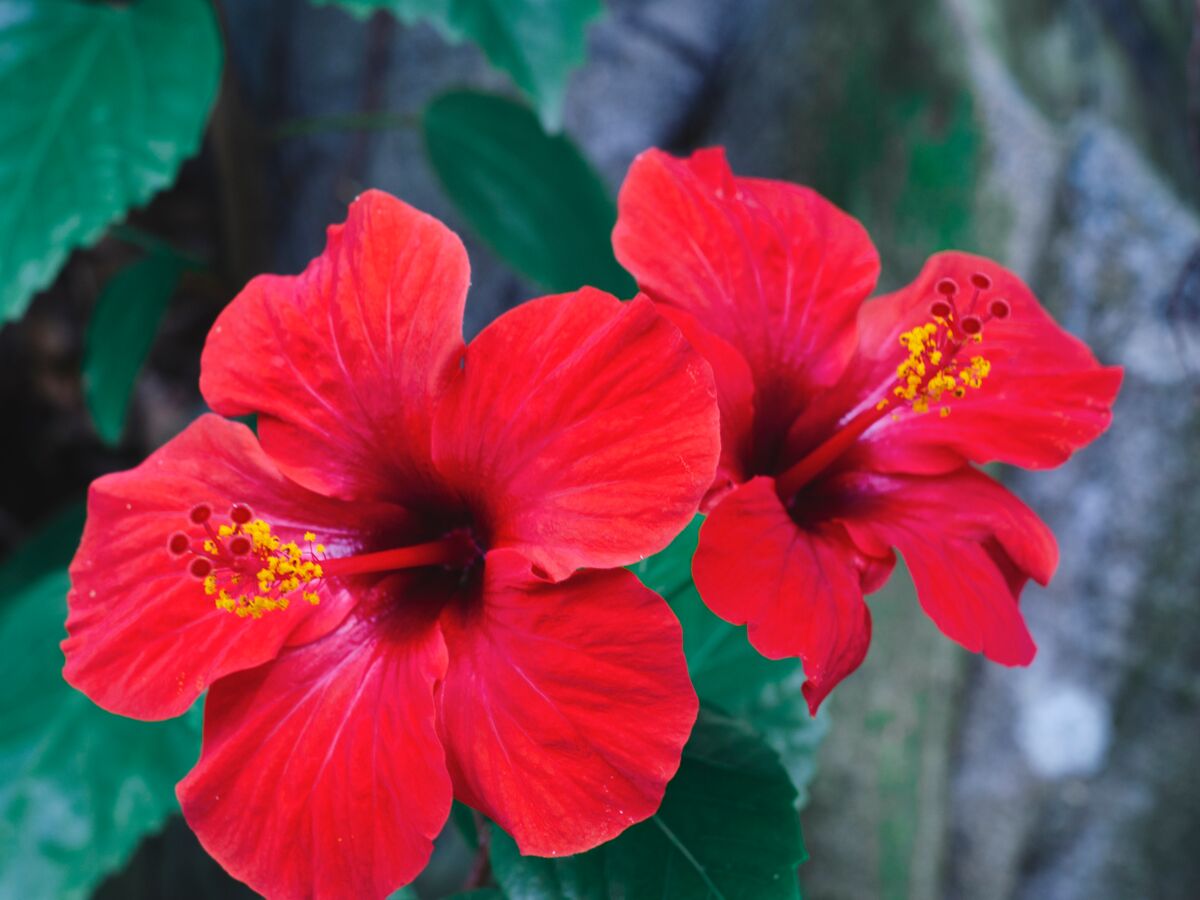 Tisane hibiscus: Recette, bienfaits et contre indication