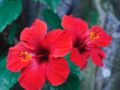 Jambes lourdes, cystite... l'hibiscus, la plante phare pour soulager les maux de l'été