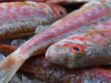 Cabillaud, rouget, merlu : comment cuisiner les poissons blancs ?