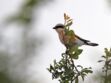 Une espèce d’oiseaux est menacée de disparaître en France, pour la première fois au 21ème siècle
