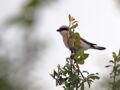 Une espèce d’oiseaux est menacée de disparaître en France, pour la première fois au 21ème siècle