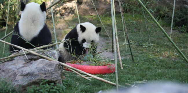Le bébé panda du zoo de Beauval fête ses 2 ans !
