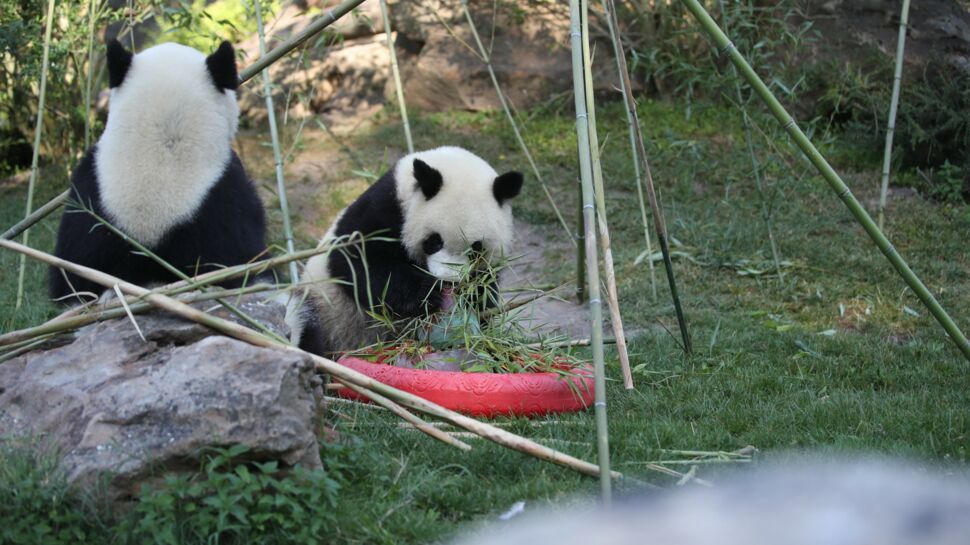 Le bébé panda du zoo de Beauval fête ses 2 ans !