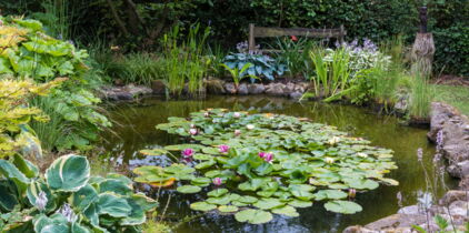 Bassin de jardin : 10 conseils pour l'aménager