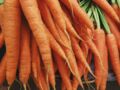 Comment conserver les carottes ?