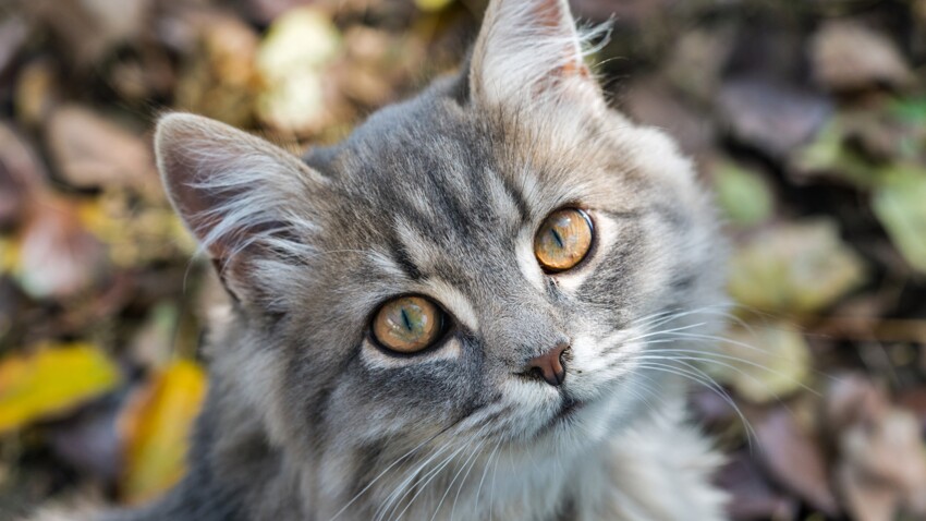 Allergie Aux Poils De Chats Comment Reconnaitre Les Symptomes Femme Actuelle Le Mag