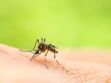 Chikungunya : quels sont les symptômes de cette maladie infectieuse transmise par les moustiques ?