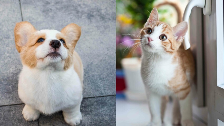 Chien Et Chat Les Meilleurs Prenoms En R Pour Femme Actuelle Le Mag