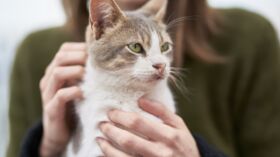 Video Ce Chat Adorable Utilise Le Langage Des Signes Pour Communiquer Avec Son Maitre Malentendant Femme Actuelle Le Mag