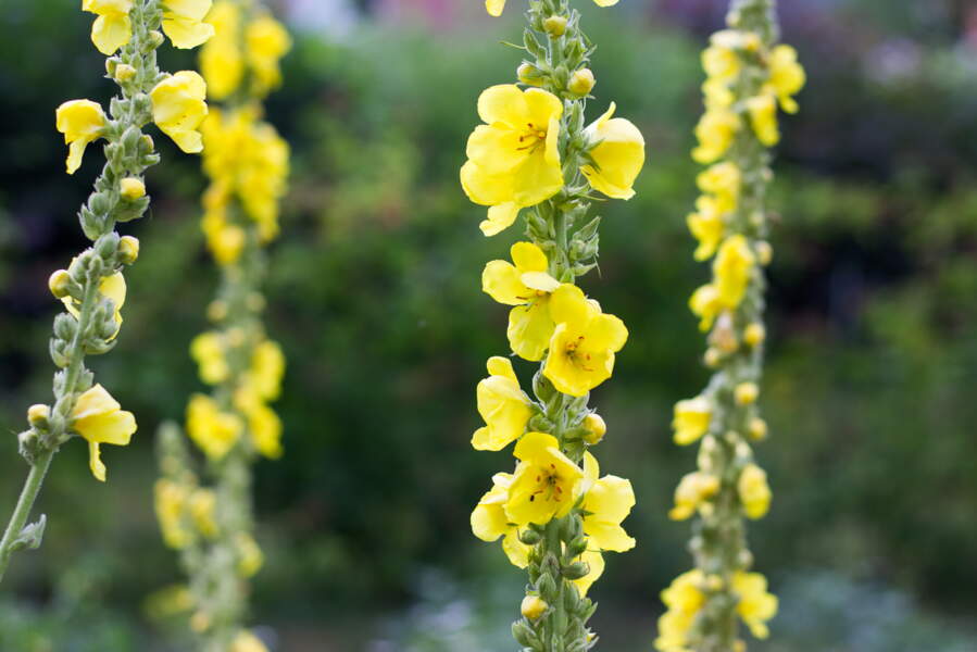 Mal de 20 remèdes naturels pour le soigner Femme Actuelle