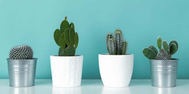 4 conseils pour bien entretenir ses cactus