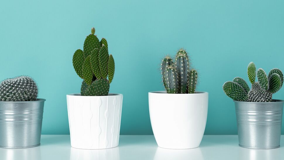 4 conseils pour bien entretenir ses cactus