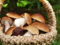 Nos meilleures recettes de champignons farcis faciles et rapides