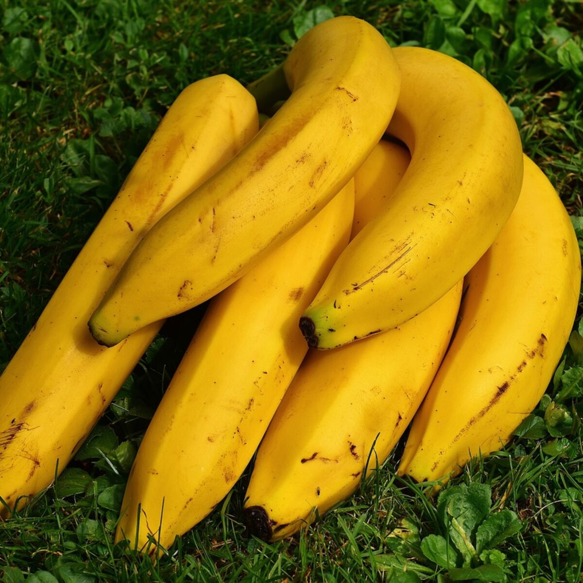 Vrai/Faux Sur La Banane : Le Guide Complet Sur Ce Fruit Exotique : Femme  Actuelle Le Mag