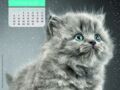 Calendrier Miaou 2020 : Janvier