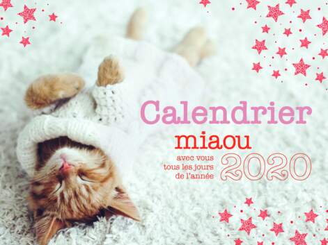 Calendrier Miaou 2020