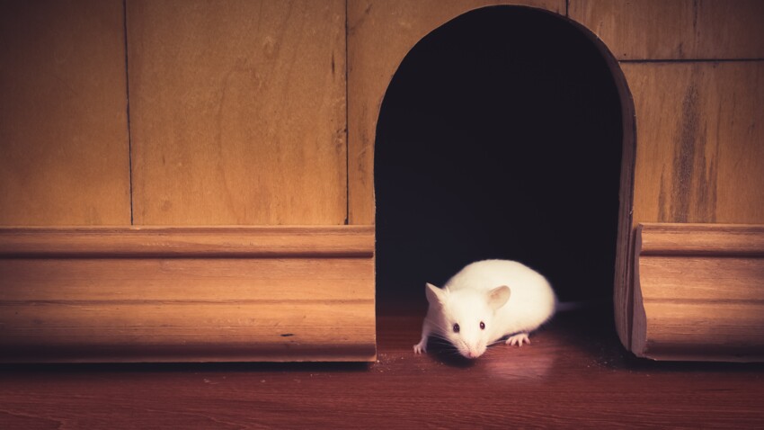 comment se débarrasser des souris à la maison