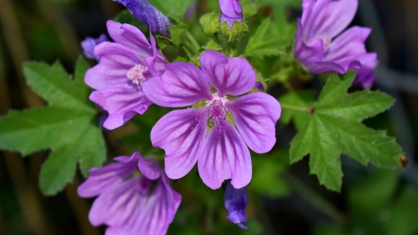 Fleur De Mauve Quels Sont Ses Bienfaits Et Comment Lutiliser