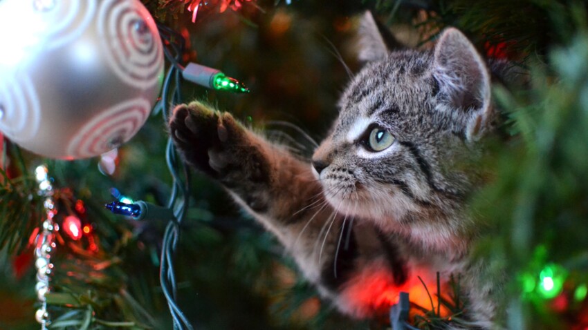 Deco De Noel Danger Pour Vos Animaux Femme Actuelle Le Mag