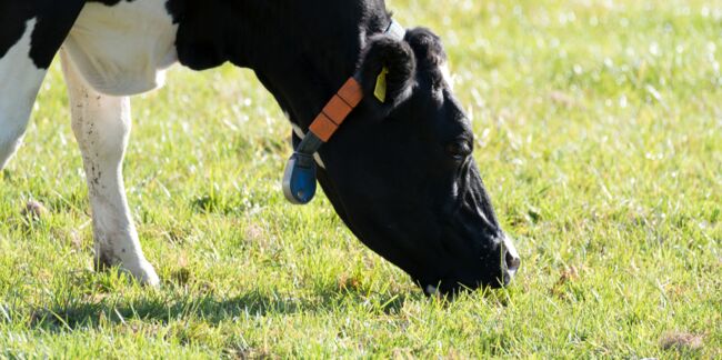 Des chercheurs français craignent un retour de la vache folle